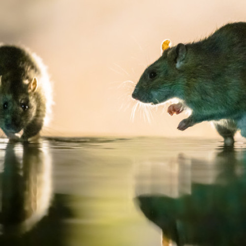 Creșterea vertiginoasă a numărului de șobolani în marile orașe