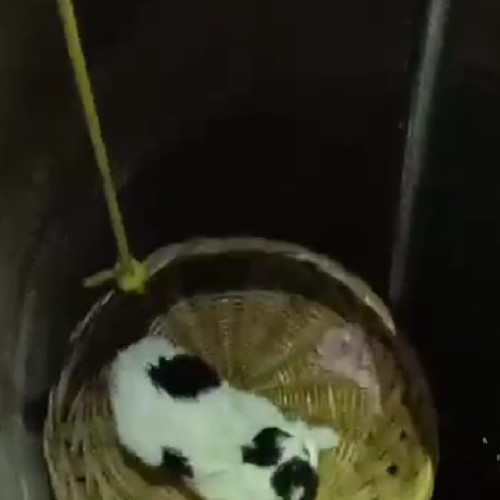 Salvatorii din Cluj salvează o pisicuță căzută într-o fântână