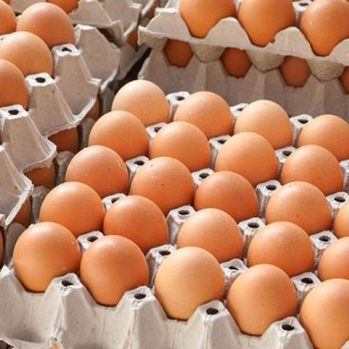 Ferma Bio de la Ungureni: O afacere de succes în domeniul agricol