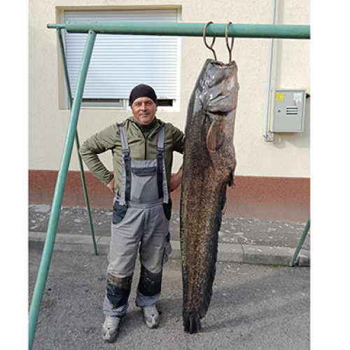 Pescar din Timis prinde un somn impresionant de 50 de kilograme în Lacul Surduc