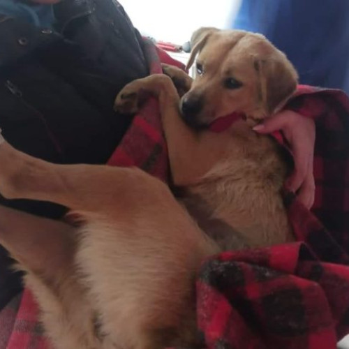 Adoptă un câine din adăposturile ASPA și găsește-ți prietenul ideal!