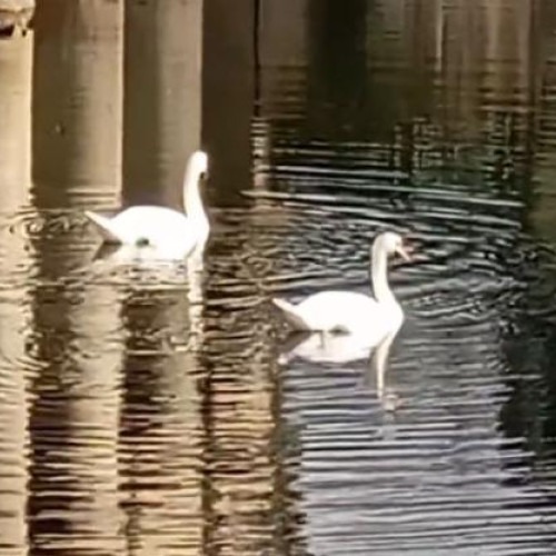 Lebedele albe aduc magie pe Somes în Cluj-Napoca