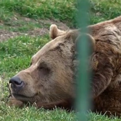 Surpriză la Zoo: Ursul carpatin Bobi și Feri părăsesc barlogul în avans
