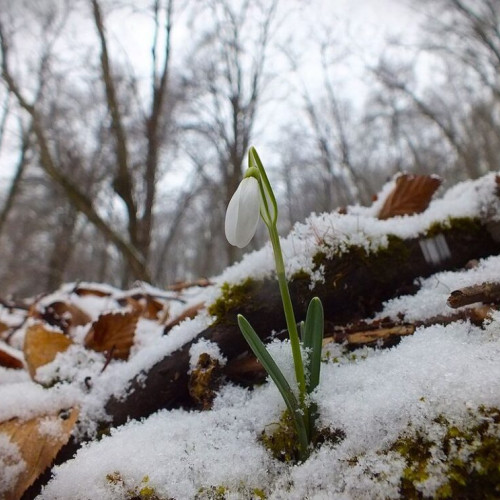 Fotografii surprinzătoare din pădurea de la Sărata, în fața vremii capricioase