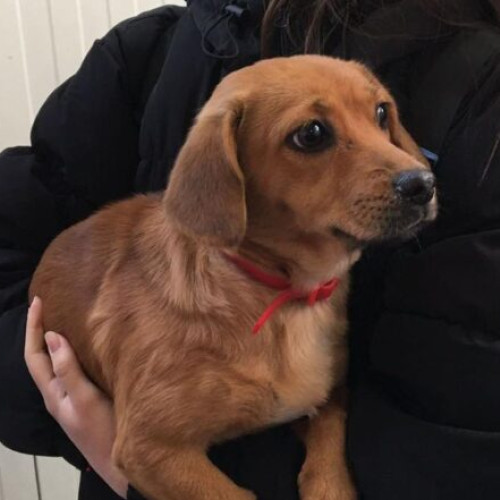 Sterilizarea și microciparea câinilor de rasă comună, obligatorii în București