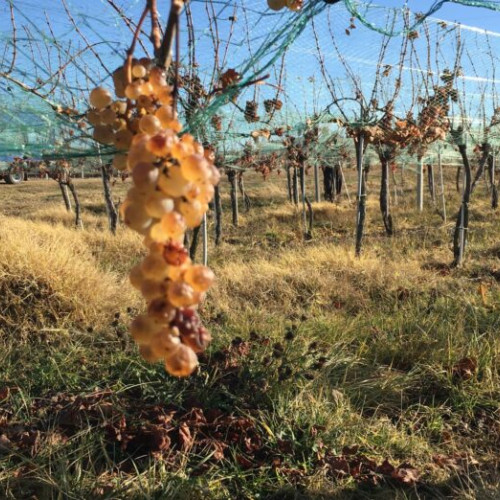 Comisia Europeană aprobă denumirea „Jidvei” ca denumire de origine protejată