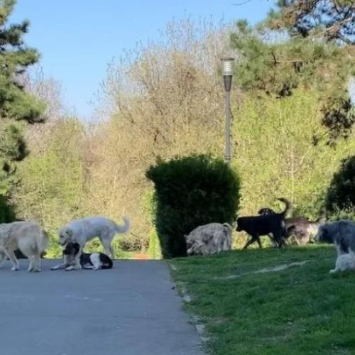 Parcul Feroviarilor, loc de plimbare pentru câinii clujenilor