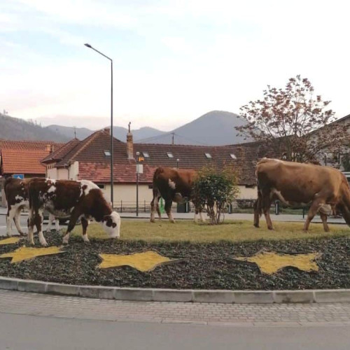 Amenda pentru un bărbat din Cugir care și-a lăsat animalele nesupravegheate