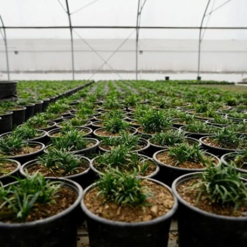 Primăria Sectorului 3 desfășoară acțiuni de toaletare a arborilor uscați