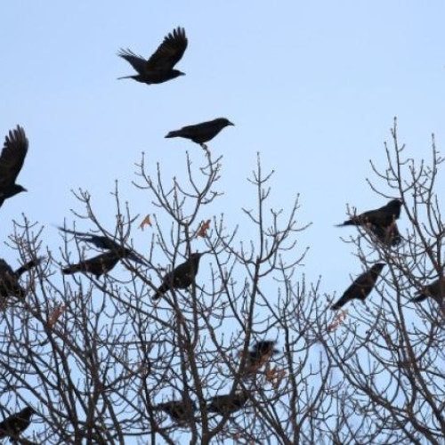 Un clujean se plânge de numărul mare de ciori din oraș, stârnind reacții pe rețelele sociale