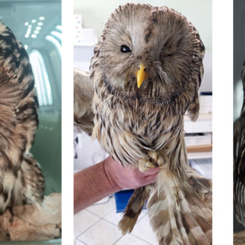 Pasăre rară, găsită în Harghita, are nevoie de îngrijiri speciale