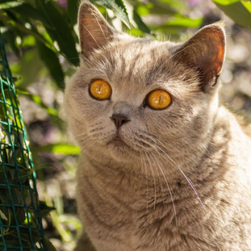 Premierul scoțian dezminte intenția de a interzice pisicile în zonele rurale