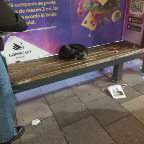 Pui de câine căutat un adăpost pe o bancă în Galați