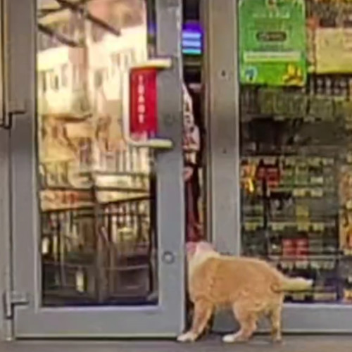 Un câine vesel a surprins clujenii într-un magazin alimentar