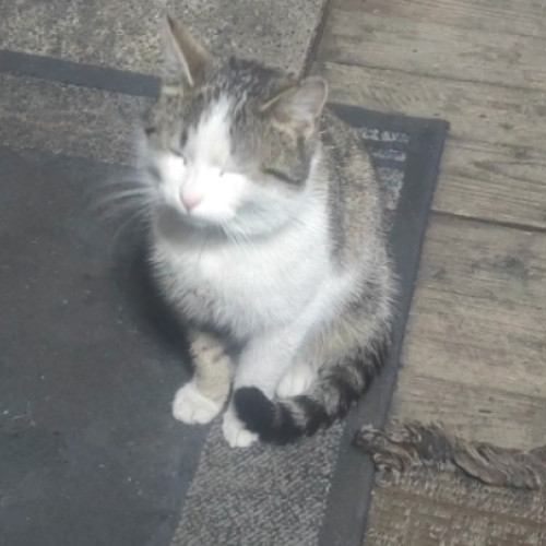 Clujean nemulțumit după ce își găsește pisica moartă, suspectând otrăvirea acestuia