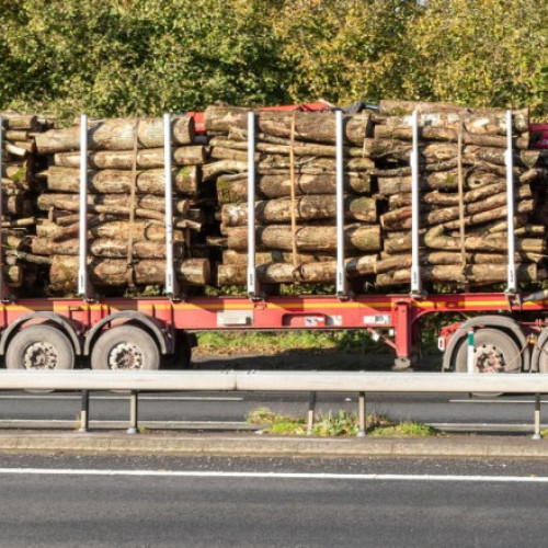 Creșterea producției de cherestea în 2024, conform ministrului Mediului