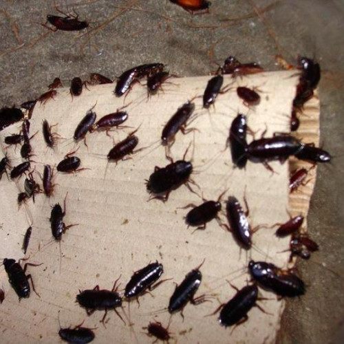 Prețurile chiriilor din Cluj-Napoca afectate de infestările cu gândaci