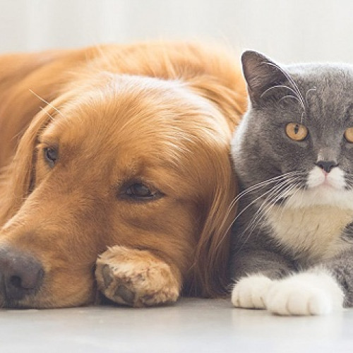 Percheziții la o societate comercială din Iași pentru înșelăciuni legate de vânzarea animalelor de companie