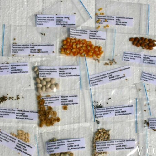Campania Băncii de Resurse Genetice Vegetale pentru seminte gratuite s-a încheiat rapid