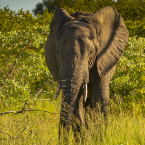 Un turist german, ucis de un elefant în sudul Indiei