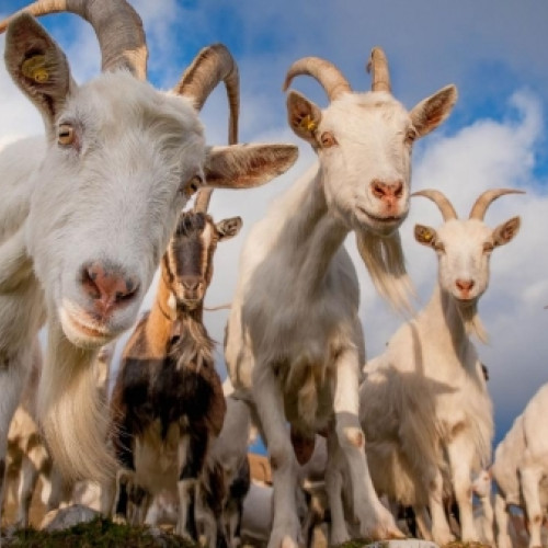 Sprijin financiar pentru crescătorii de ovine și caprine afectati de secetă