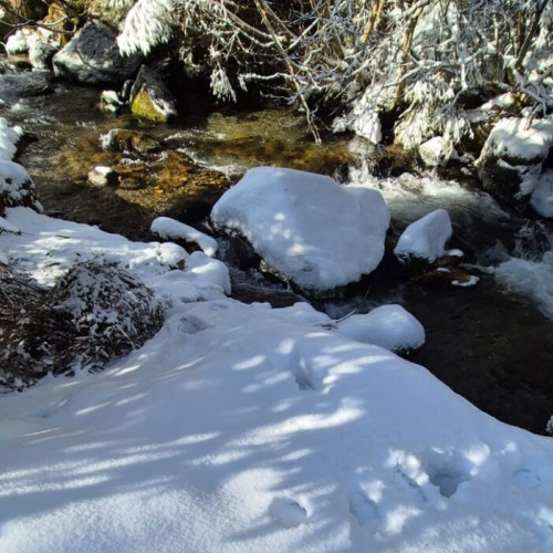 Tehnica de identificare a speciilor în habitatul montan