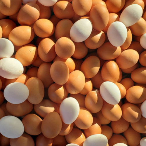 Autoritățile din Pennsylvania caută ajutorul populației pentru a găsi hoții de ouă