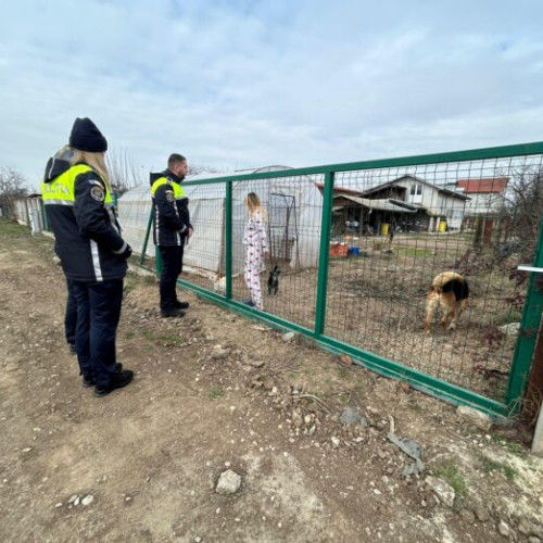 Verificări ale respectării legislației privind sterilizarea și microciparea câinilor în Buftea