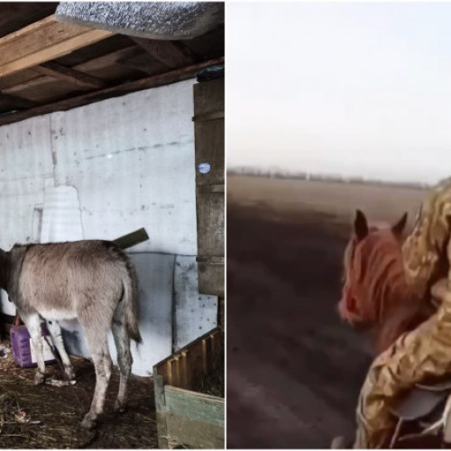 Militarii ruși din Ucraina folosesc animale pentru transportul muniției din cauza lipsei de vehicule