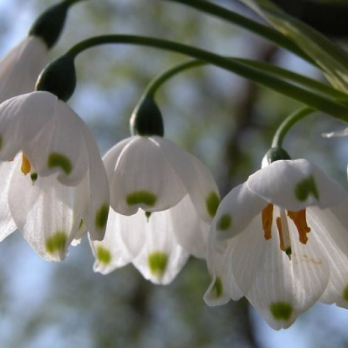 Vremea în România: Prognoze pentru următoarele patru săptămâni