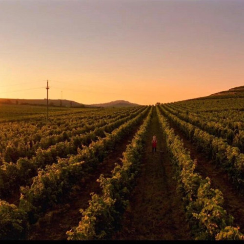 Cotnari investește în sustenabilitate și eficiență economică în 2023