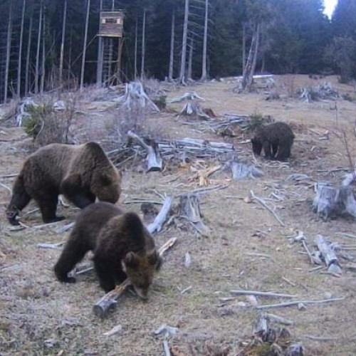 Urși surprinși în pădurea din Valea Ierii, judetul Cluj