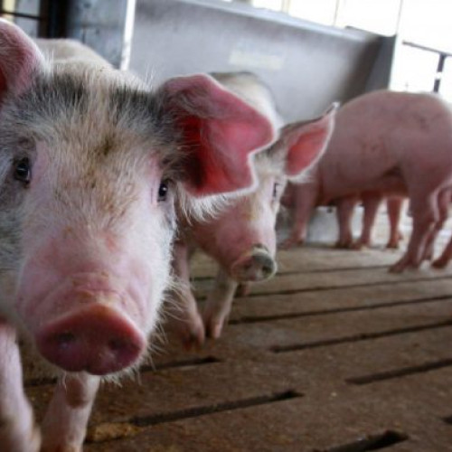 Identificarea a patru focare de pestă porcină în Maramureș