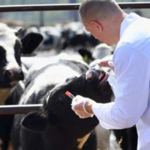 DSVSA Botoșani anunță licitație pentru servicii veterinare în comuna Mitoc