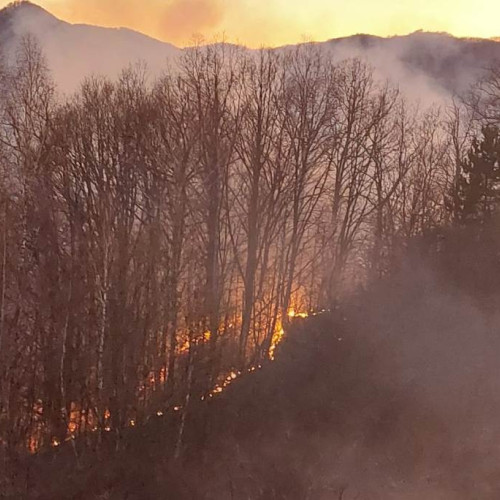 Incendiu de pădure la Valea Vîntului
