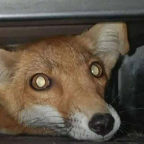 Crește numărul internărilor la urgență din cauza mușcăturilor de vulpi și șobolani