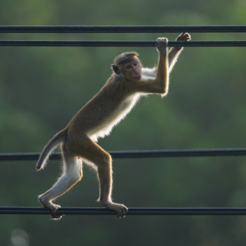 O maimuță provoacă o pană de curent națională în Sri Lanka