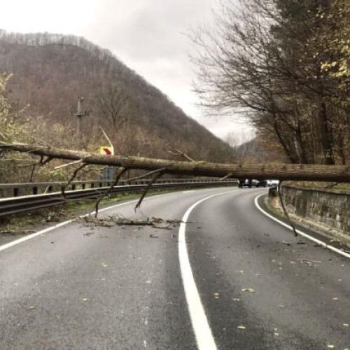 Trafic blocat pe DN1 Cluj-Napoca - Oradea din cauza unui copac căzut
