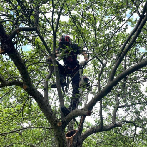 Curs practic de îngrijire a arborilor la Ermitaj Malin