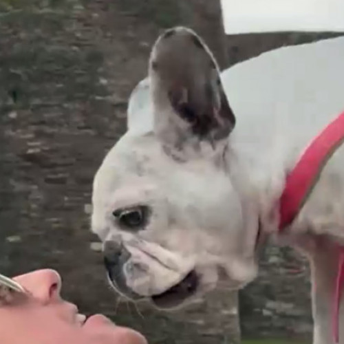 Cristian Morales din Spania își clonează câinele decedat pentru a-și păstra amintirile