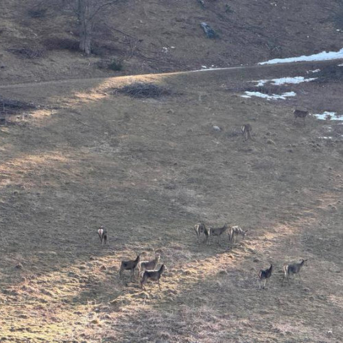 O turmă de căprioare salbatice observată în Parcul Natural Apuseni