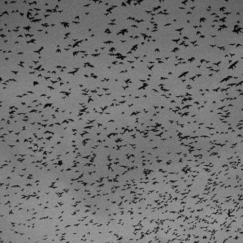 Mii de ciori au invadat un parc din Cluj-Napoca