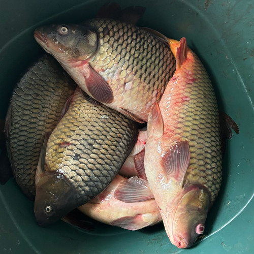 Jandarmii confiscă 32 de kilograme de crap de la un bărbat fără acte justificative