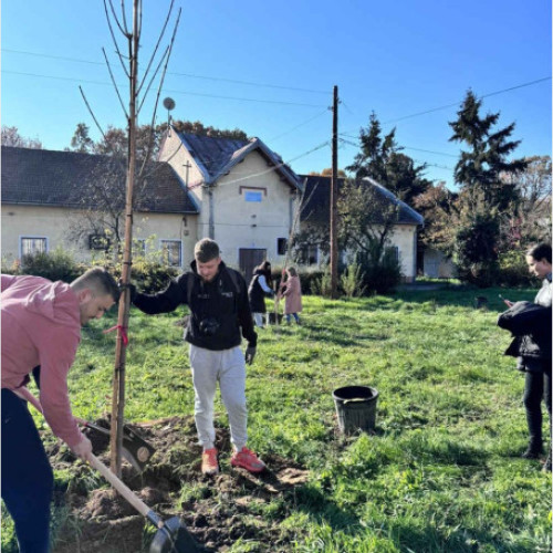 Municipalitatea Oradea lansează master planul pentru conservarea fondului arboricol urban