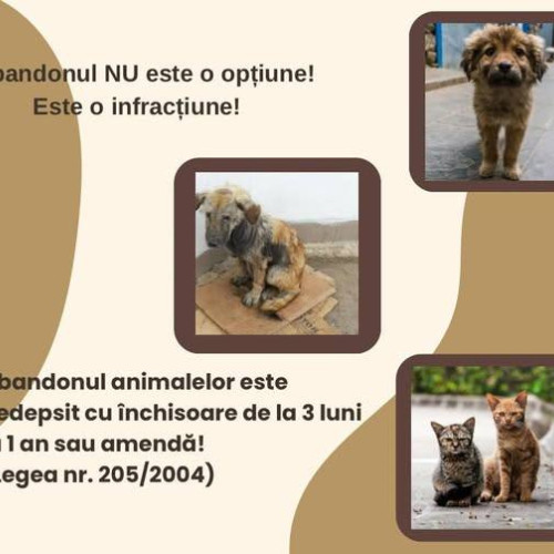 Abandonul animalelor, un act de cruzime sancționat de lege