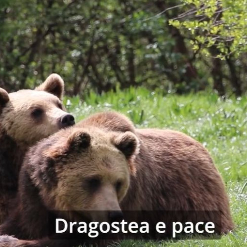 Ajută un urs adevărat de Ziua Îndrăgostiților