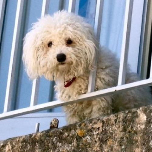 Problemele cauzate de zgomotul unui câine în cartierul Gheorgheni din Cluj