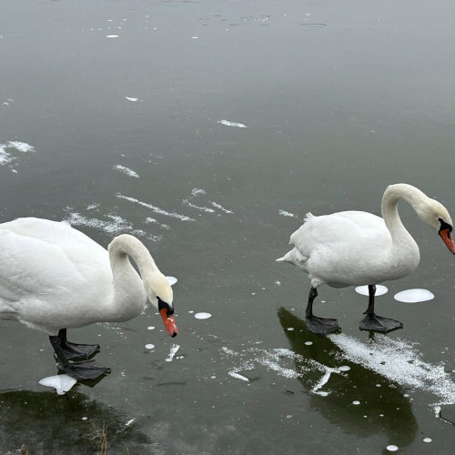 Două lebede salvate de localnici în Botoșani