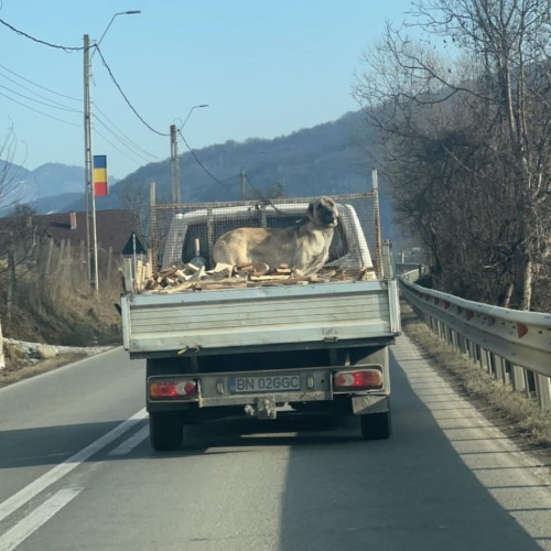 Crucea de animale legată cu un lanț de 20 de centimetri la Nepos stârnește indignare