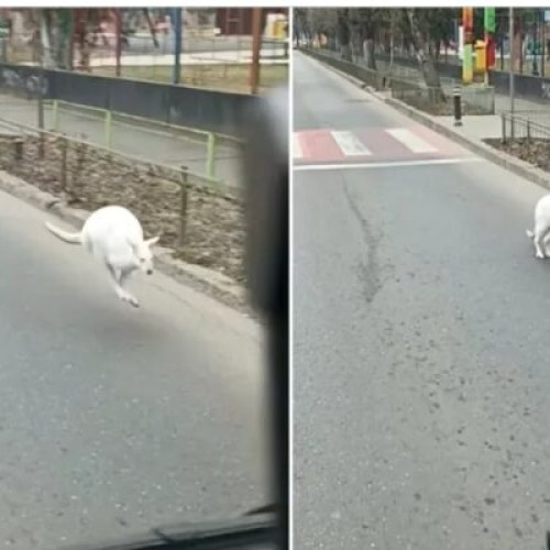 Un pui de cangur a fost găsit în Sectorul 5 al Capitalei
